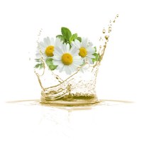 xamomilelaio-ladi-xamomhli